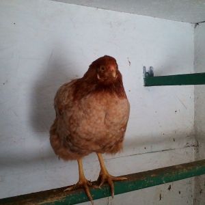 Rose, a Red Chantecler.