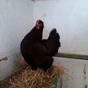 Queenie, my biggest Black Jersey Giant.