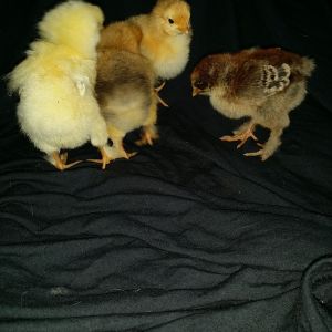The four babes :)
