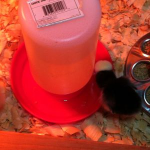 This is Kim's White Crested Black Polish at 2 days old.
