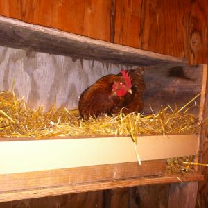 Star in her new nesting box.