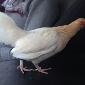 one of my friends bantam hens (1 of 250+)