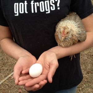 my banty hen and her egg