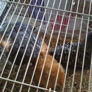 New Chicks