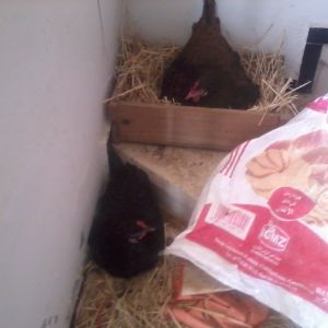Broody Hen Laying Hen