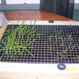 plant grass seed. This is cat oats.
