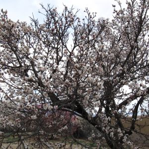 Blossoms