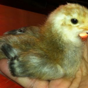 Jaerhon cockerel - 12 days old
