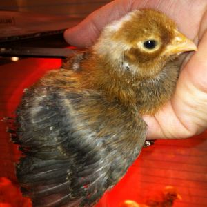 Jearhon pullet - 12 days old - interesting to note that the wing feathers come in more quickly on the pullets.