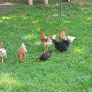 One of our older flocks