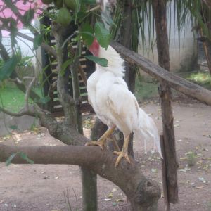 White Asil Rooster on tree