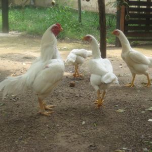 White Asil Rooster with Hens