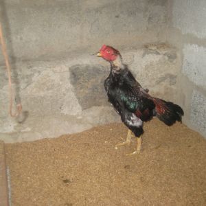 Black Red Asil Rooster