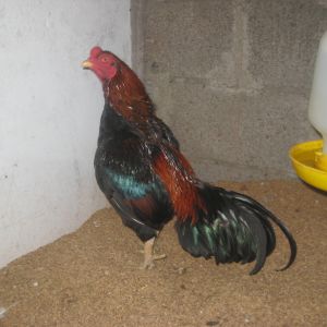 Light Red Asil Rooster