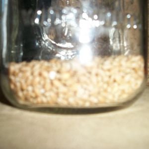 Wheat berry seeds