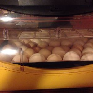 First batch of Silkie eggs set in the Brinsea. Fit a total of 42 in there.