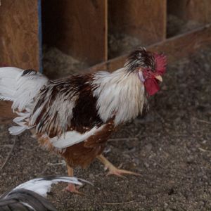 Swedish Flower Hen rooster