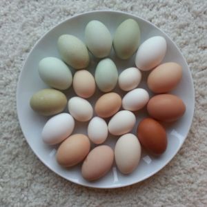 Eggs - colorful & various sized
