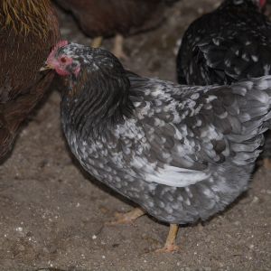 Swedish Flower Hen
