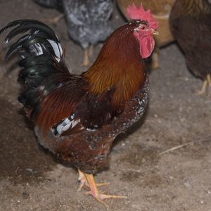 Swedish Flower Hen rooster