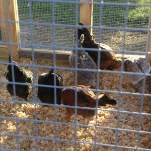 Day one in the new coop - they seem happy...*