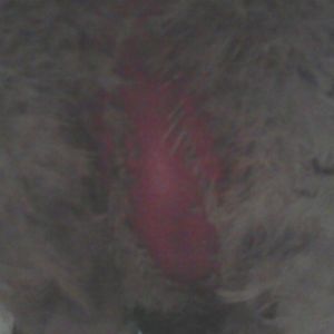 This is the under neath of my roommates rooster. Why are there no feathers growing and why is it so red? The vet said that it was from being over weight. What do you think