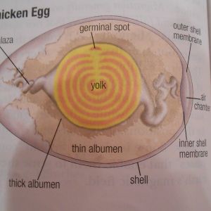 The intricate egg is a tribute to God's infinite wisdom. -Anonnymous 

 *compliments of Abeka