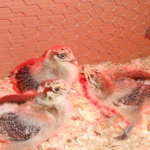 Bandit, Chipmonk and 4eyes