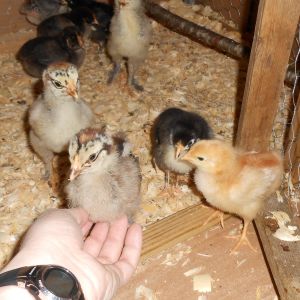 Bandit has to have her turn too