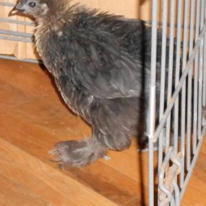 Hoodini, she pushed the tote lid up and got out