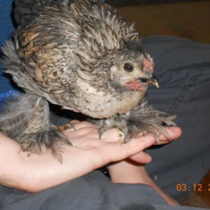 Pepper, but turns out to be a rooster. Oh well.