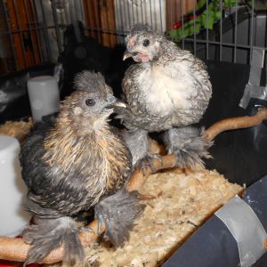 Such pretty, but funny looking birds