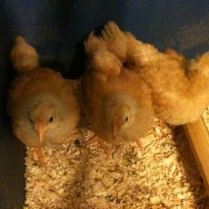*
Our newest additions.....3 beautiful Buff Orpingtons....