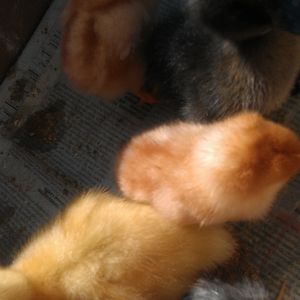 One the ducklings with a RIR