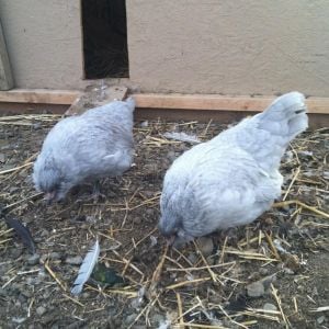 * 2 young lavender hens (bantam Ameraucanas)