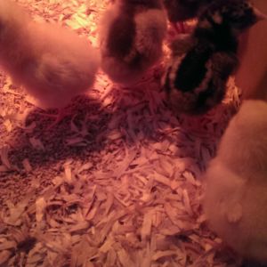 The yellow are the Buff Orpington, the black are the SL Wyandottes, the brown are the Americanas.
