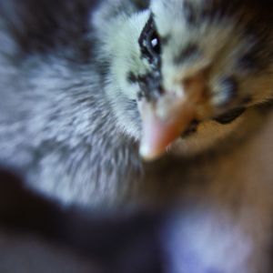 My bf's silver laced wyandotte