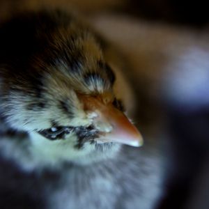 My bf's silver laced wyandotte