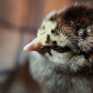 My bf's silver laced wyandotte