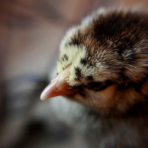 My bf's silver laced wyandotte