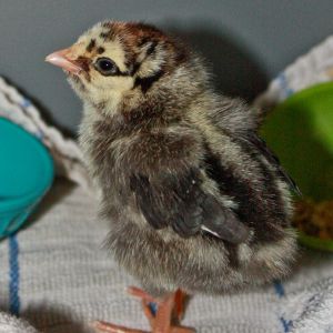 My bf's silver laced wyandotte