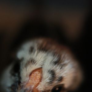 My bf's silver laced wyandotte