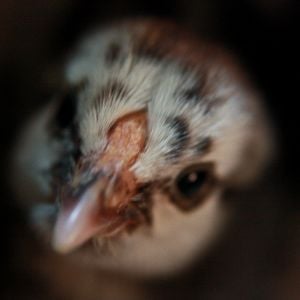 My bf's silver laced wyandotte