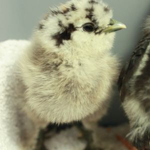 My partridge silkie