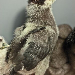My bf's silver laced wyandotte a little bigger, still no name lol