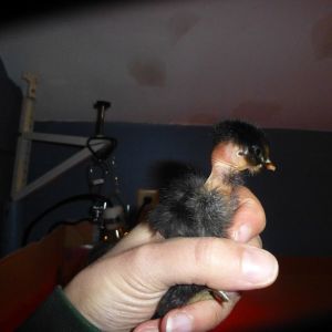 There's no question what this breed of chick is from my "Brown Egg Layer Assortment" that arrived yesterday!! :)