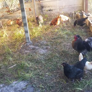 Flocks first day in extended coop. Black Wyandotte hen standing front and center
