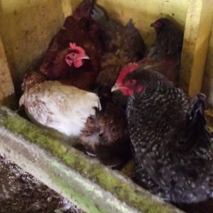 7 hens in one nesting box