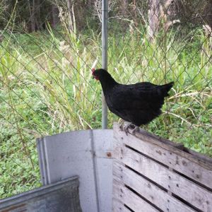 Black Australorp