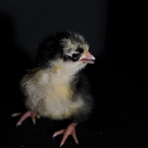 Swedish Flower Hen chick